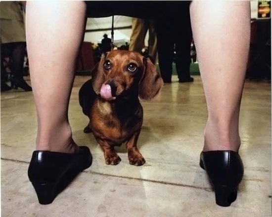 Bildschirmarbeiter - Picdump 06.02.2009