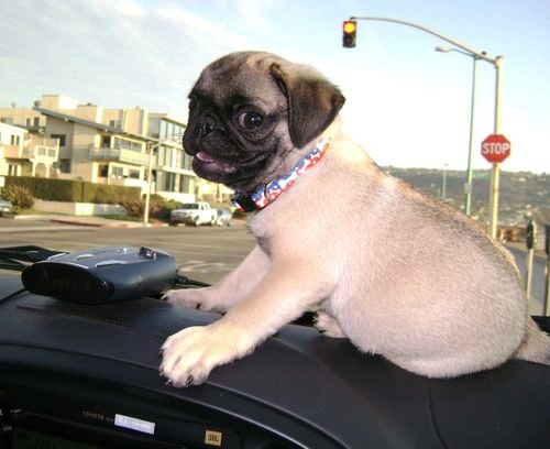 Bildschirmarbeiter - Picdump 06.02.2009