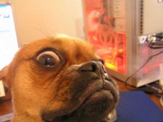 Bildschirmarbeiter - Picdump 20.02.2009