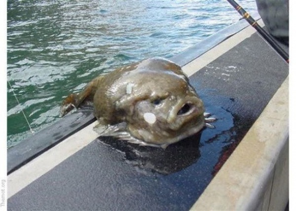 Bildschirmarbeiter - Picdump 17.04.2009