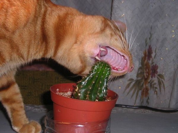 Bildschirmarbeiter - Picdump 24.04.2009