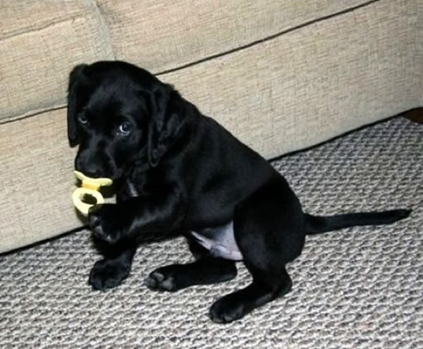 Bildschirmarbeiter - Picdump 19.06.2009