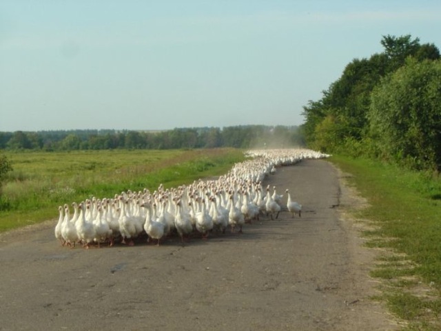 Bildschirmarbeiter - Picdump 03.07.2009