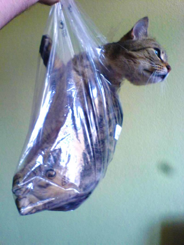 Bildschirmarbeiter - Picdump 03.07.2009