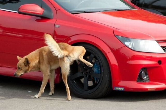 Bildschirmarbeiter - Picdump 18.09.2009