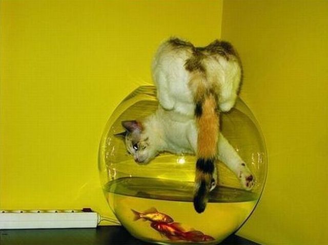 Bildschirmarbeiter - Picdump 02.10.2009