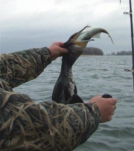 Bildschirmarbeiter - Picdump 02.10.2009