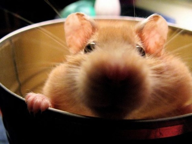 Bildschirmarbeiter - Picdump 20.11.2009