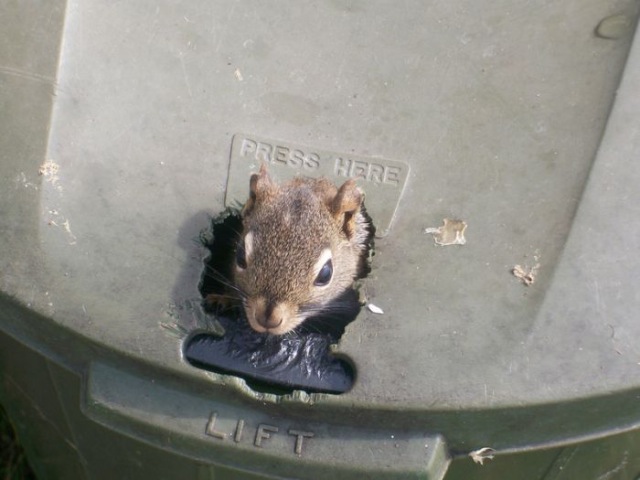 Bildschirmarbeiter - Picdump 20.11.2009