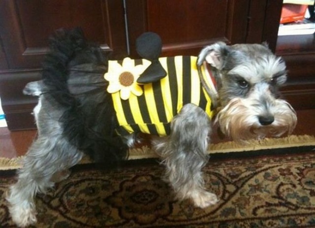 Bildschirmarbeiter - Picdump 20.11.2009