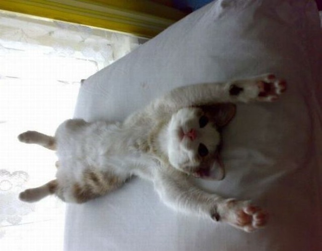 Bildschirmarbeiter - Picdump 01.01.2010