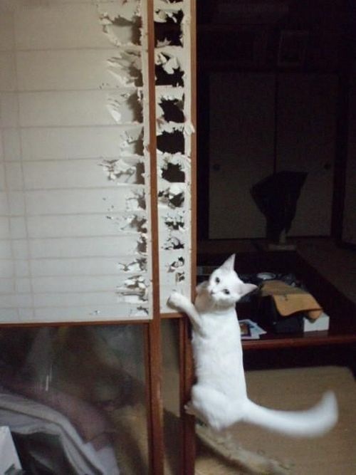 Bildschirmarbeiter - Picdump 01.01.2010