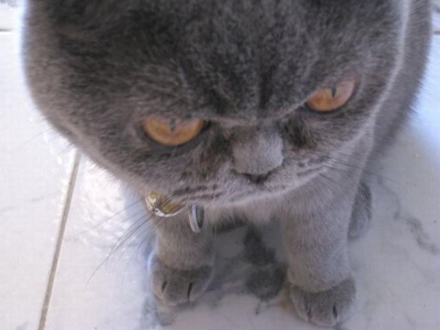 Bildschirmarbeiter - Picdump 01.01.2010