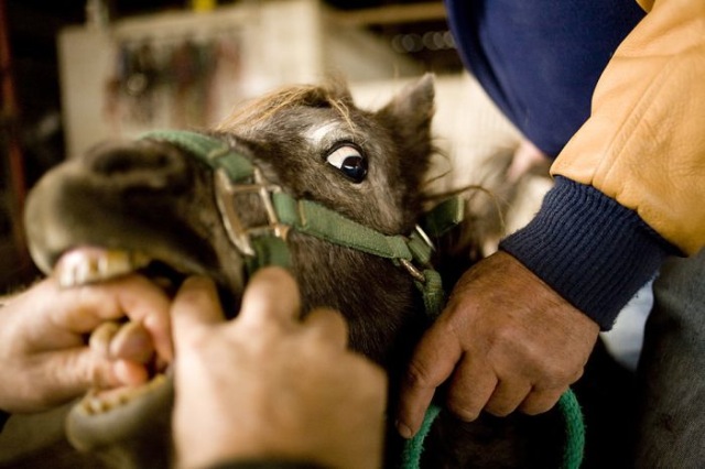 Bildschirmarbeiter - Picdump 01.01.2010