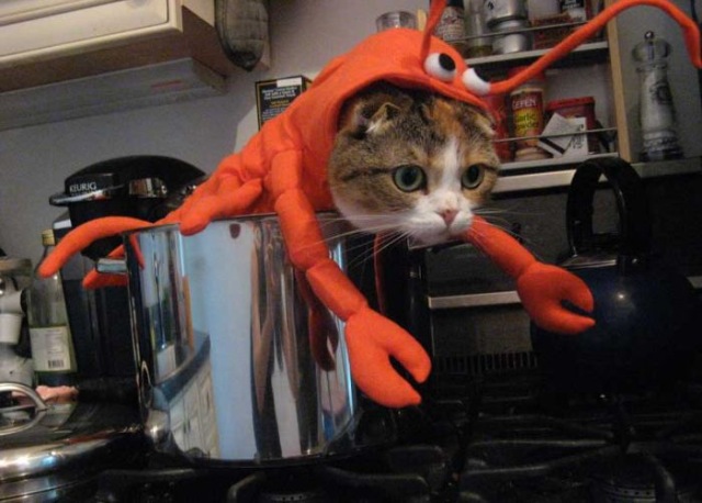 Bildschirmarbeiter - Picdump 08.01.2010