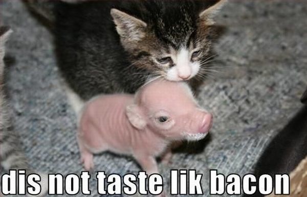 Bildschirmarbeiter - Picdump 15.01.2010