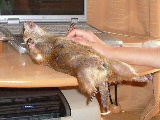 Bildschirmarbeiter - Picdump 29.01.2010