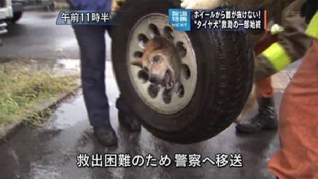 Bildschirmarbeiter - Picdump 05.02.2010