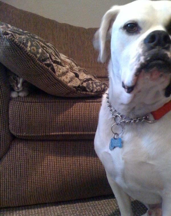 Bildschirmarbeiter - Picdump 12.02.2010