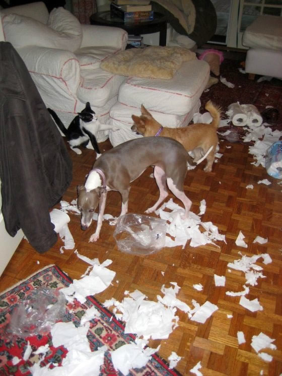 Bildschirmarbeiter - Picdump 12.02.2010