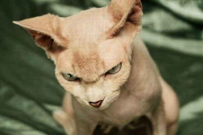 Bildschirmarbeiter - Picdump 14.05.2010