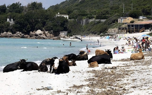 Bildschirmarbeiter - Picdump 28.05.2010