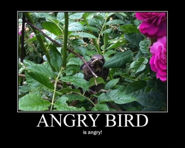 Bildschirmarbeiter - Picdump 17.06.2011