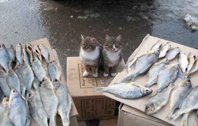 Bildschirmarbeiter - Picdump 08.07.2011