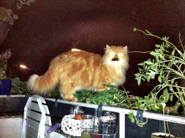 Bildschirmarbeiter - Picdump 08.07.2011