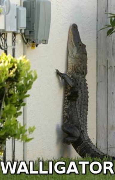 Bildschirmarbeiter - Picdump 16.07.2010