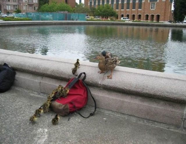 Bildschirmarbeiter - Picdump 06.08.2010