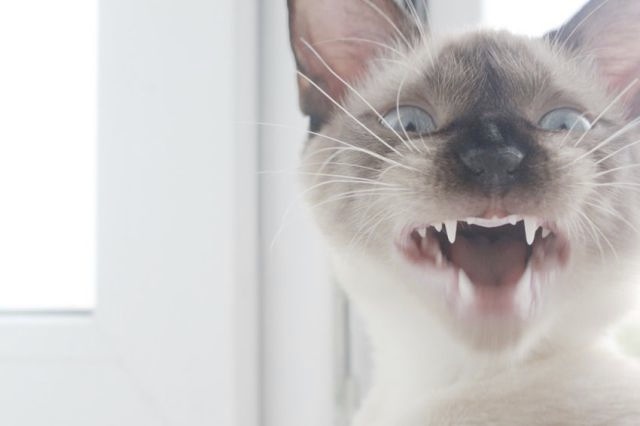 Bildschirmarbeiter - Picdump 06.08.2010