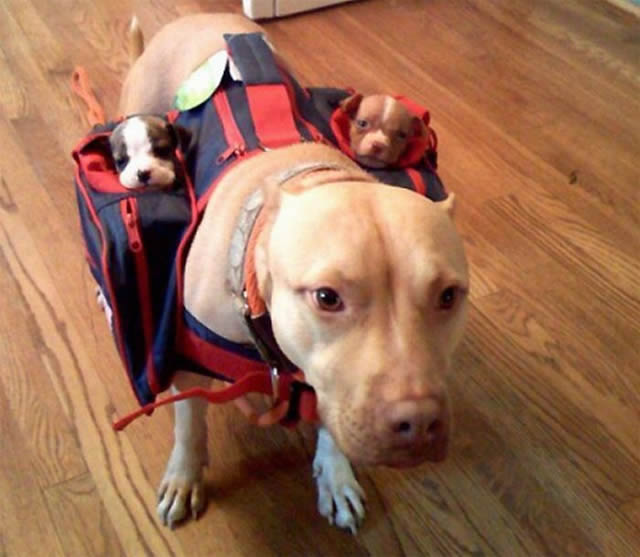 Bildschirmarbeiter - Picdump 13.08.2010