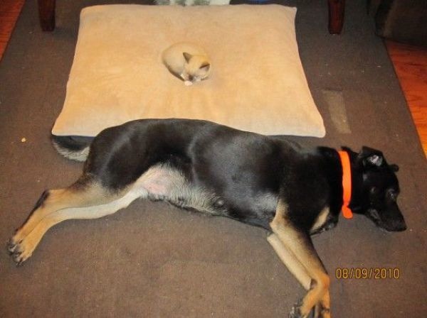 Bildschirmarbeiter - Picdump 10.09.2010