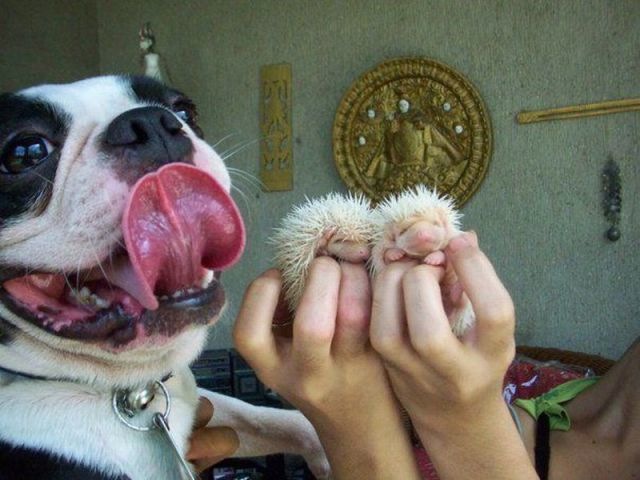 Bildschirmarbeiter - Picdump 01.10.2010