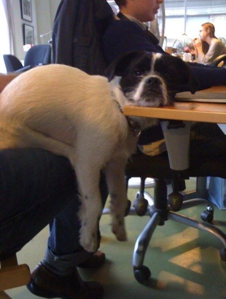 Bildschirmarbeiter - Picdump 15.10.2010