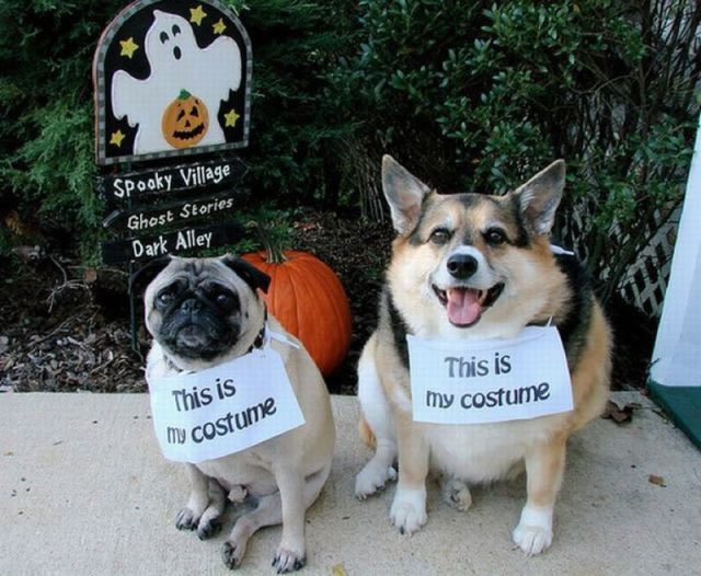 Bildschirmarbeiter - Picdump 22.10.2010