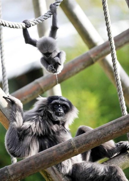 Bildschirmarbeiter - Picdump 12.11.2010