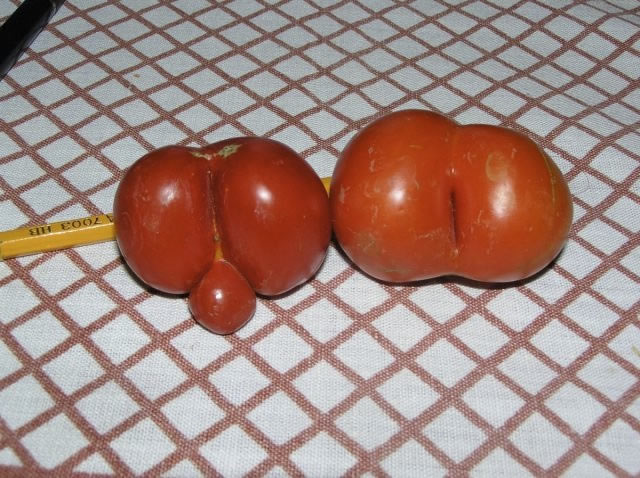 Bildschirmarbeiter - Picdump 10.12.2010