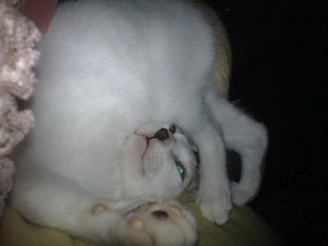 Bildschirmarbeiter - Picdump 17.12.2010