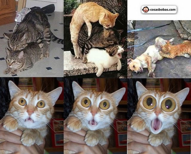 Bildschirmarbeiter - Picdump 17.12.2010