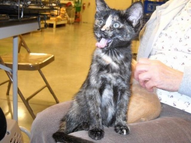 Bildschirmarbeiter - Picdump 24.12.2010