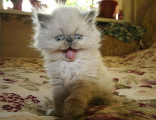 Bildschirmarbeiter - Picdump 25.02.2010