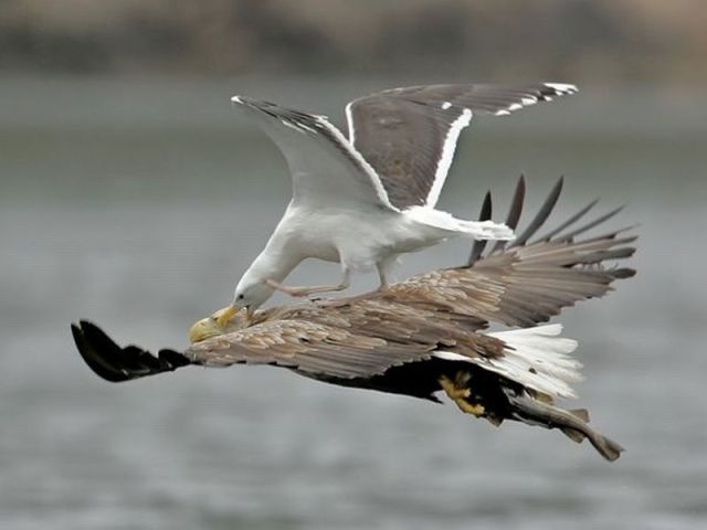 Bildschirmarbeiter - Picdump 01.07.2011