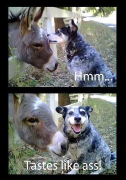 Bildschirmarbeiter - Picdump 29.07.2011