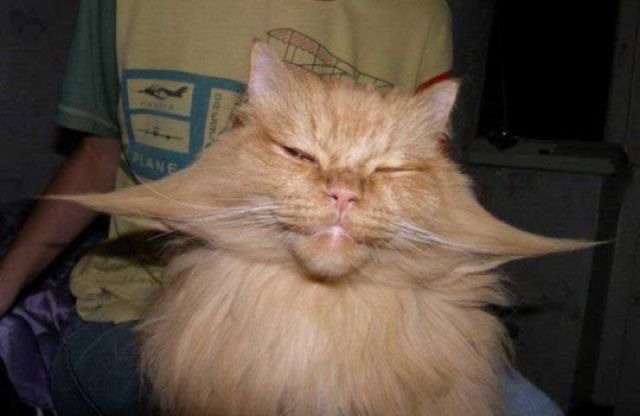 Bildschirmarbeiter - Picdump 19.08.2011