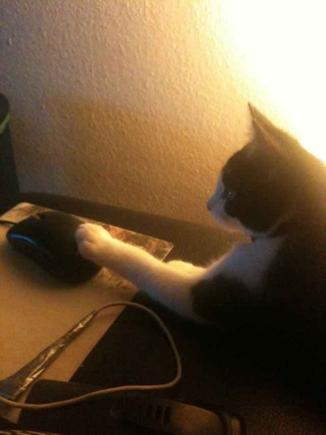 Bildschirmarbeiter - Picdump 11.11.2011