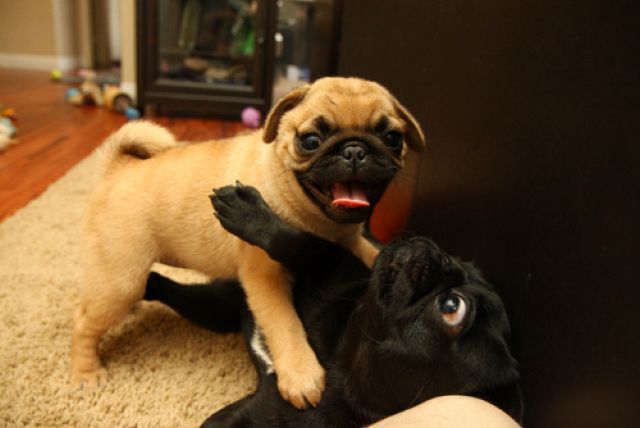 Bildschirmarbeiter - Picdump 02.12.2011