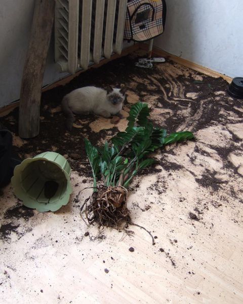 Bildschirmarbeiter - Picdump 23.12.2011