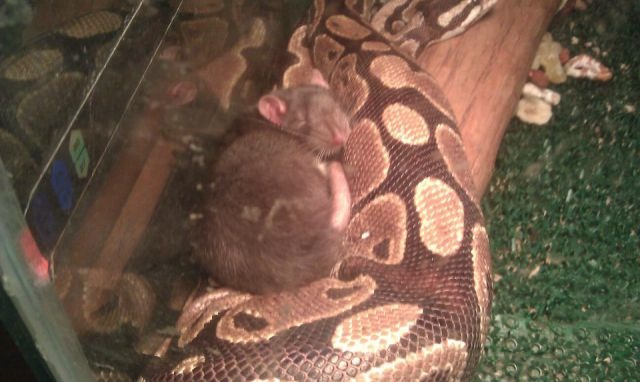 Bildschirmarbeiter - Picdump 02.03.2012